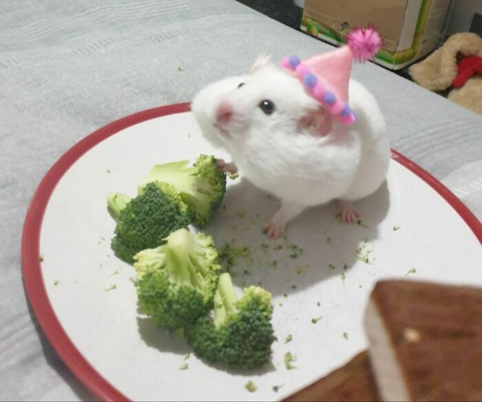 50 Times People Spotted Animals Doing Their Usual Stuff And Just Had To Take Pics (New Pics)