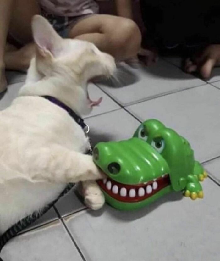 50 Times People Spotted Animals Doing Their Usual Stuff And Just Had To Take Pics (New Pics)