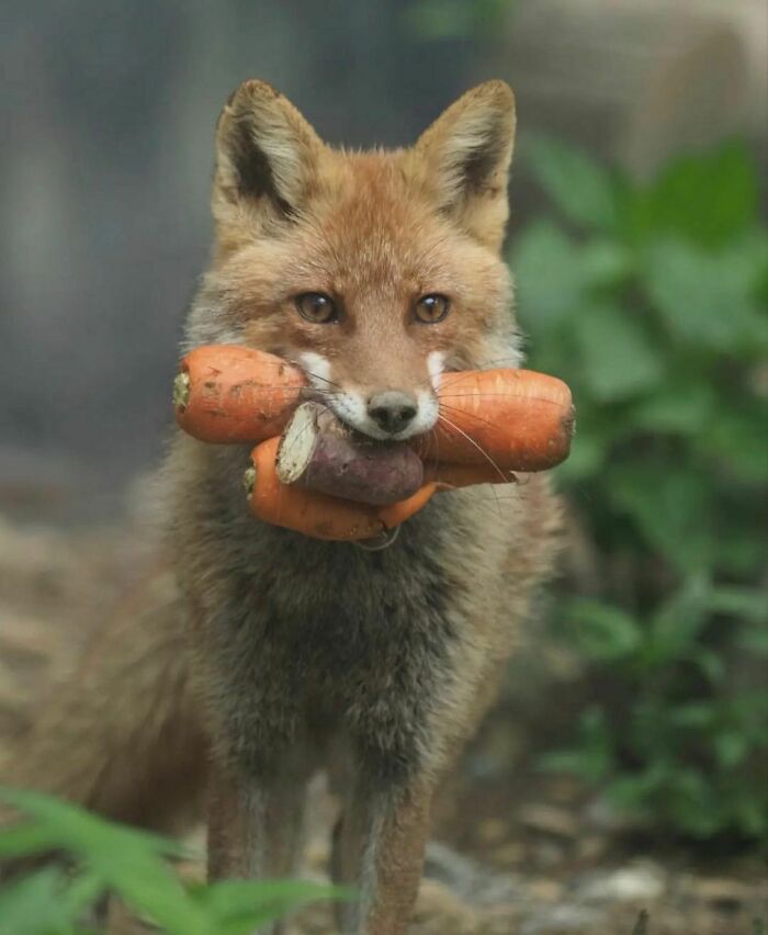 50 Times People Spotted Animals Doing Their Usual Stuff And Just Had To Take Pics (New Pics)