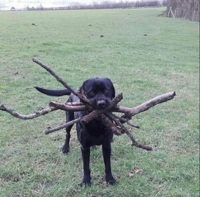 50 Times People Spotted Animals Doing Their Usual Stuff And Just Had To Take Pics (New Pics)