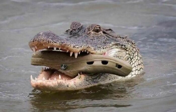 50 Times People Spotted Animals Doing Their Usual Stuff And Just Had To Take Pics (New Pics)