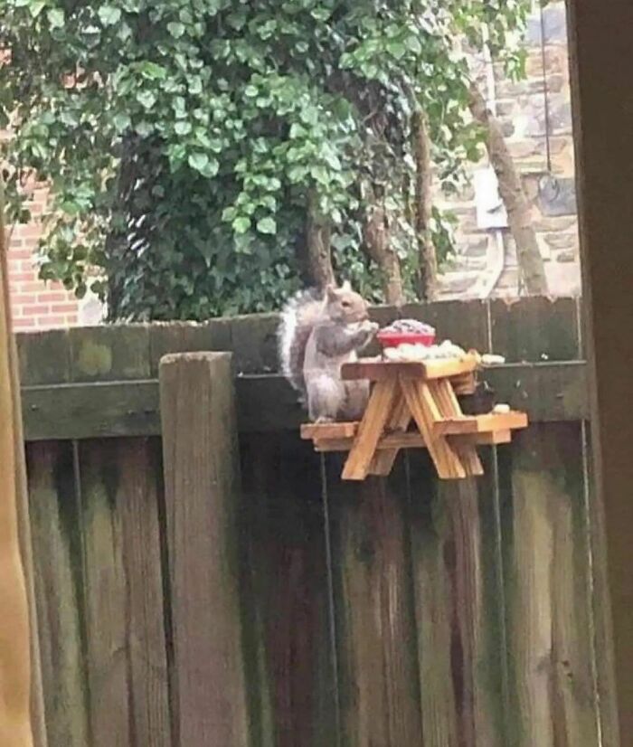 50 Times People Spotted Animals Doing Their Usual Stuff And Just Had To Take Pics (New Pics)