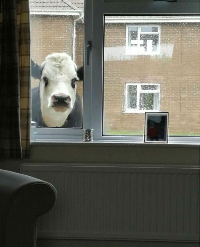 50 Times People Spotted Animals Doing Their Usual Stuff And Just Had To Take Pics (New Pics)