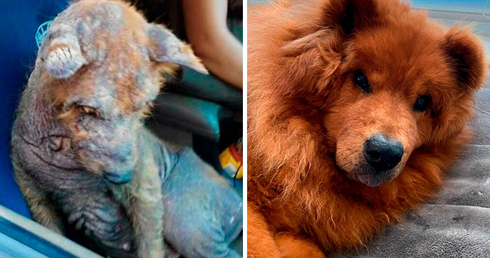 40 Conmovedoras fotos de perros antes y después de ser adoptados mostrando como cambian sus vidas