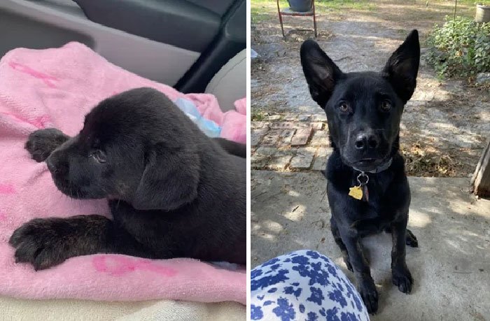 Llevado al veterinario de urgencia después de que un buen samaritano viera cómo lo atropellaba un coche a las 12 semanas, ahora es un niño mimado y espabilado