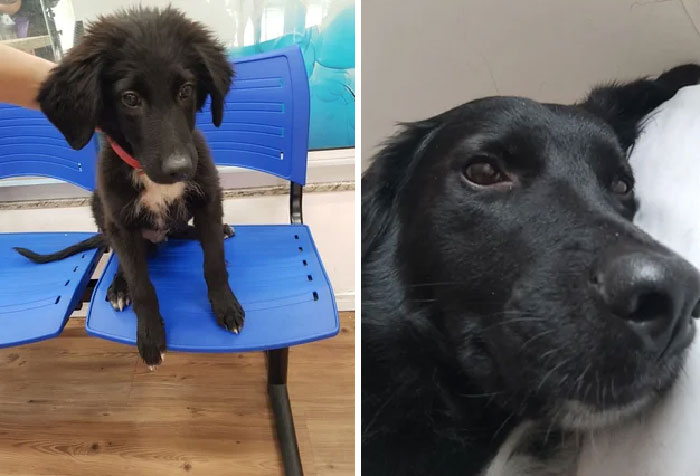 Este es Kobe. A veces me pregunto si se escapó o alguien lo abandonó. Pero fue encontrado herido, desnutrido, enfermo y muy temeroso de los hombres específicamente