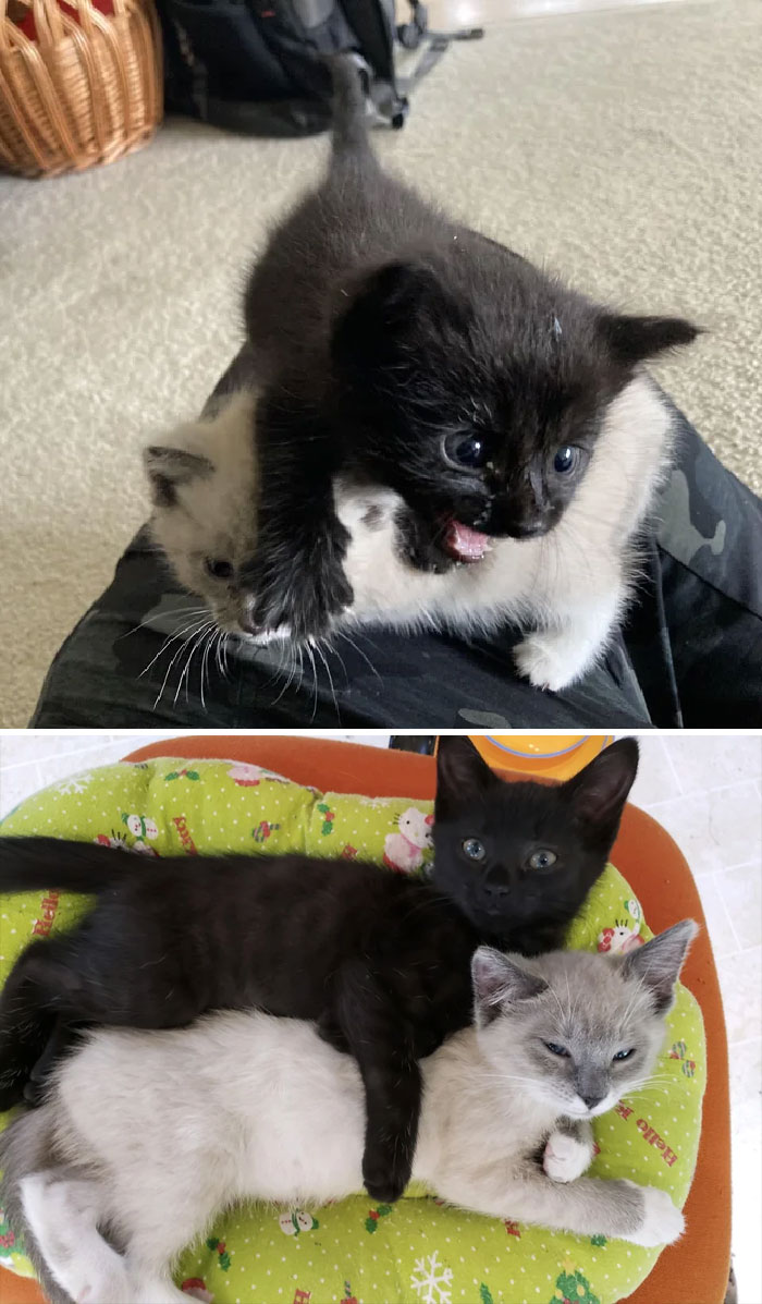 Mis primeros gatitos de tránsito. ¡¡La primera foto es mi casa y la segunda en su nuevo hogar!! (Adoptados en 2020) 