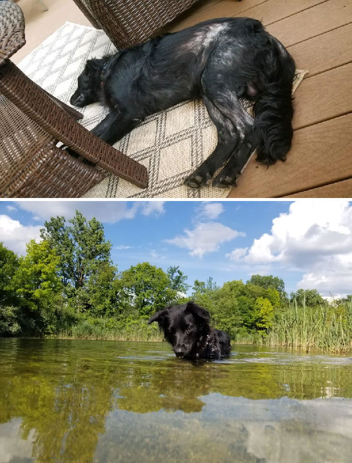 Mi padre rescató una mezcla de Border Collie y Pastor Australiano el año pasado. Corre más de 24 kilómetros al día mientras mi padre va en bicicleta. Es una bendición