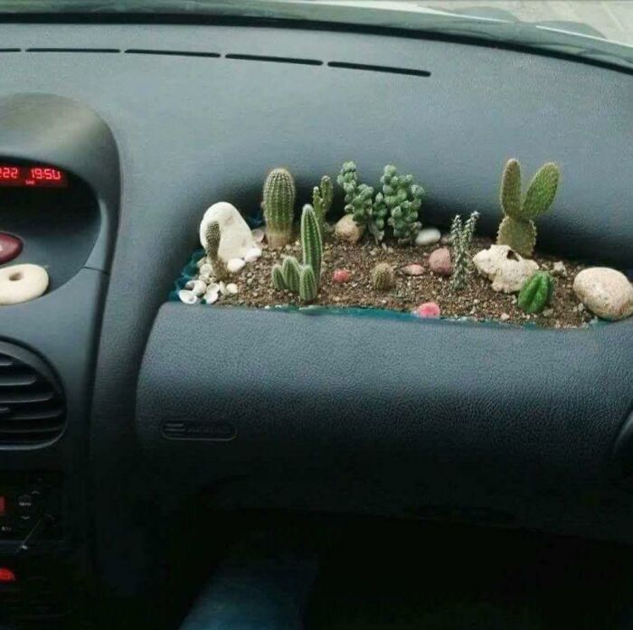 Todo está bien hasta que la bolsa de aire funciona mal debido a la humedad y su pasajero recibe un cactus en la cara a 480 km/h