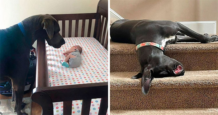 40 Divertidos perros de la raza gran danés que no son conscientes de su tamaño