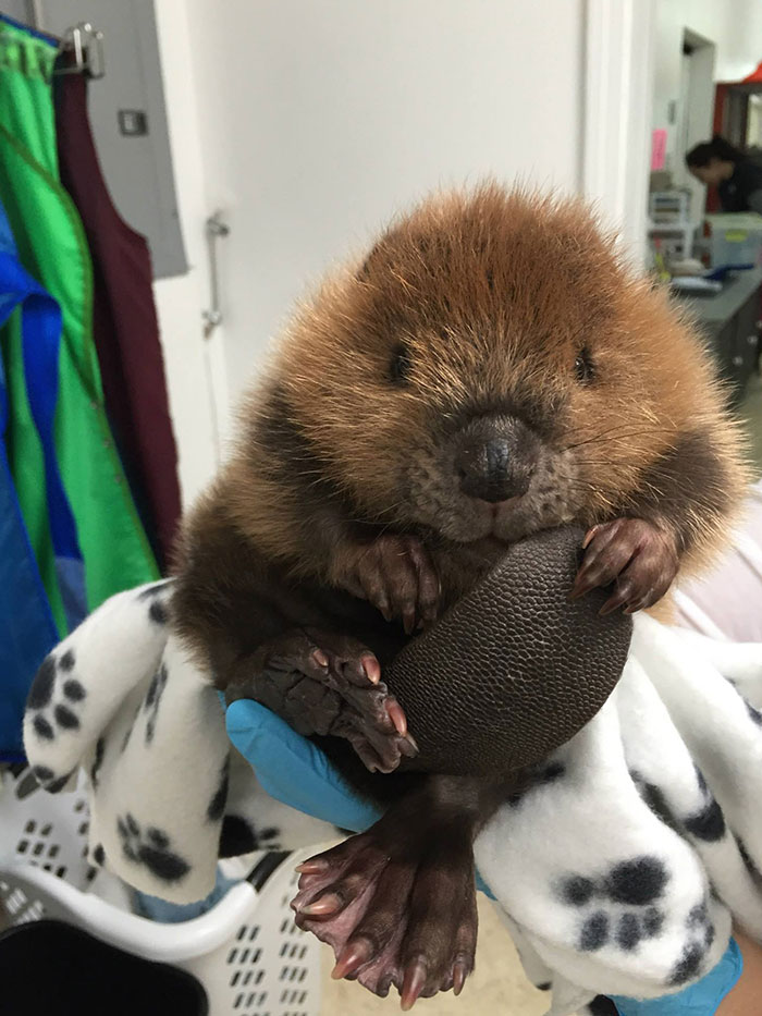 Un bebé castor sujetándose la cola y mordisqueándola 