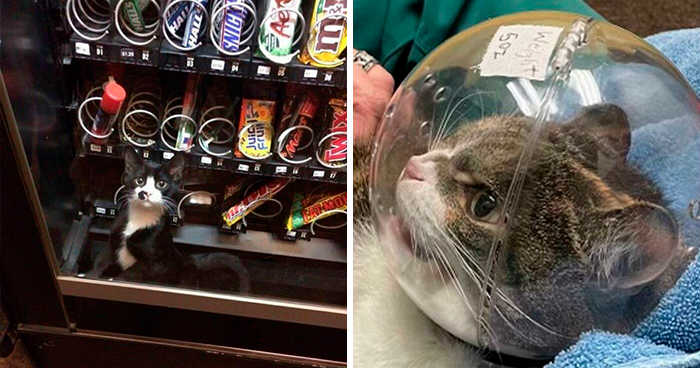 35 Fotos divertidísimas de gatos aceptando situaciones inesperadas