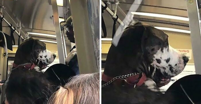 Hoy un hombre y su gran danés han subido al tren. Estaba lleno de gente, así que le dijo al perro que se levantara y el perro se puso a dos patas y viajó en el tren a través del metro de Transbay