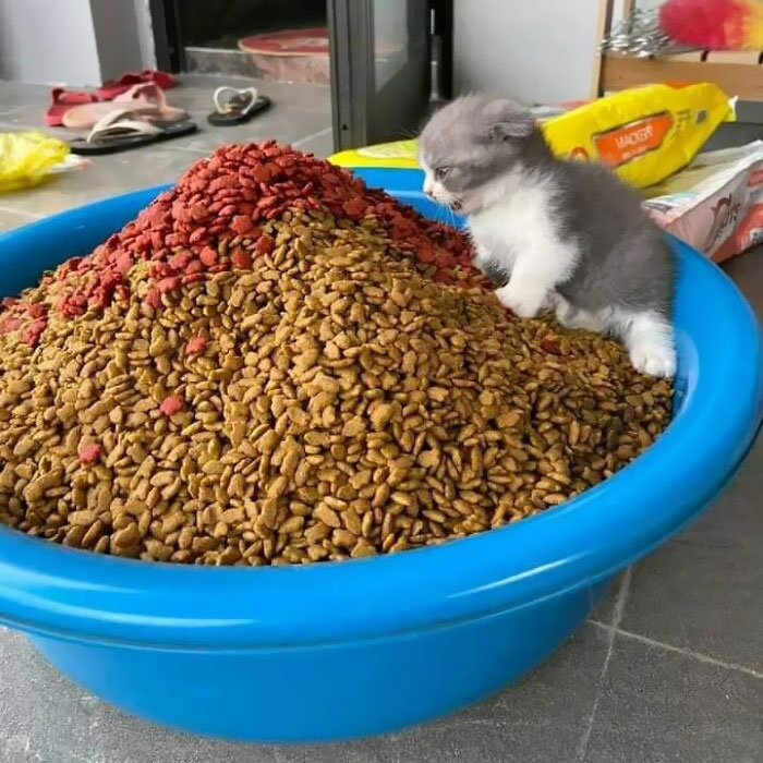 50 Awesome Animal Photos That Were Too Important Not To Share (New Pics)
