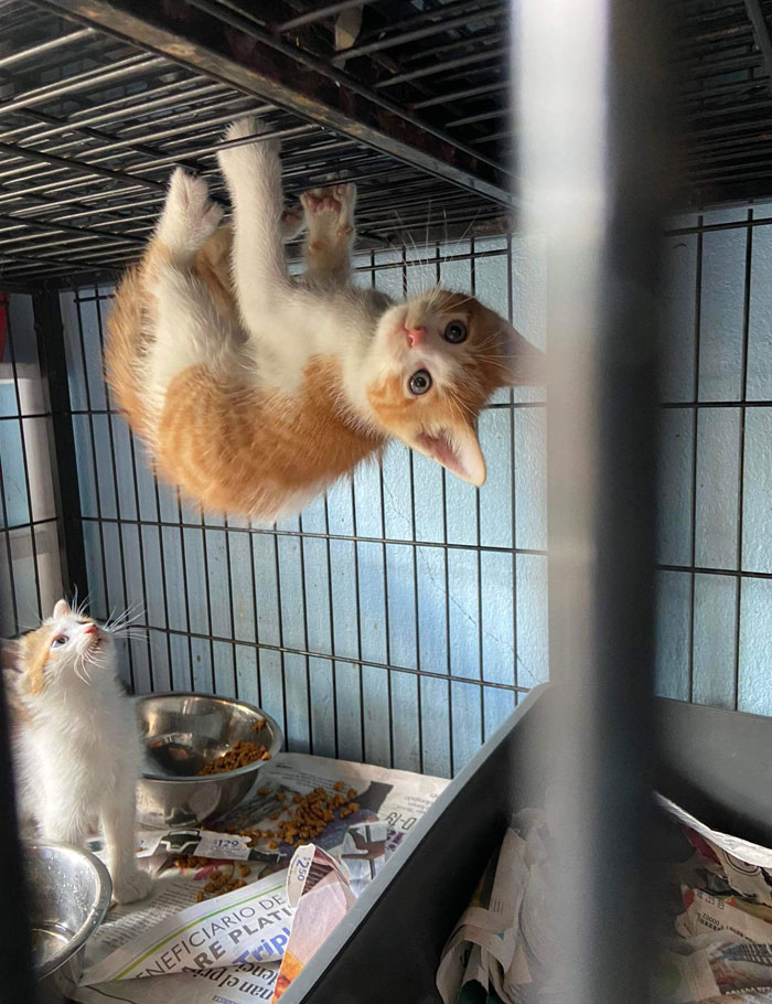 50 Awesome Animal Photos That Were Too Important Not To Share (New Pics)
