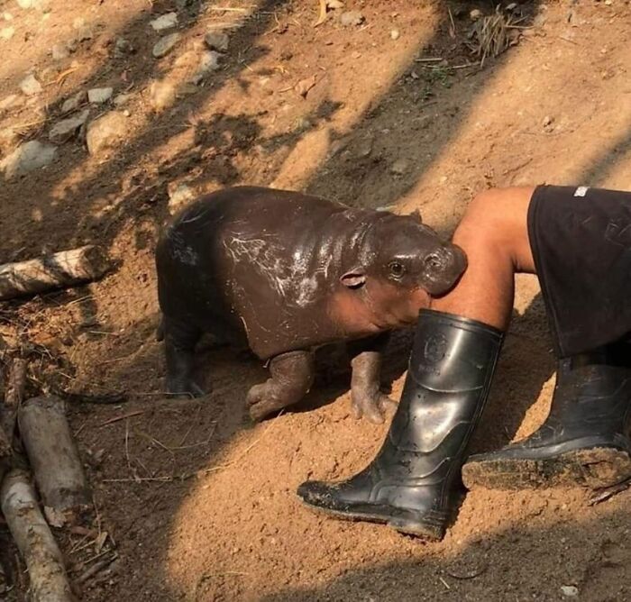 50 Awesome Animal Photos That Were Too Important Not To Share (New Pics)