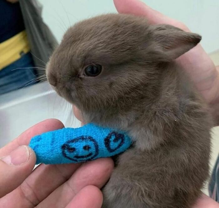 50 Awesome Animal Photos That Were Too Important Not To Share (New Pics)