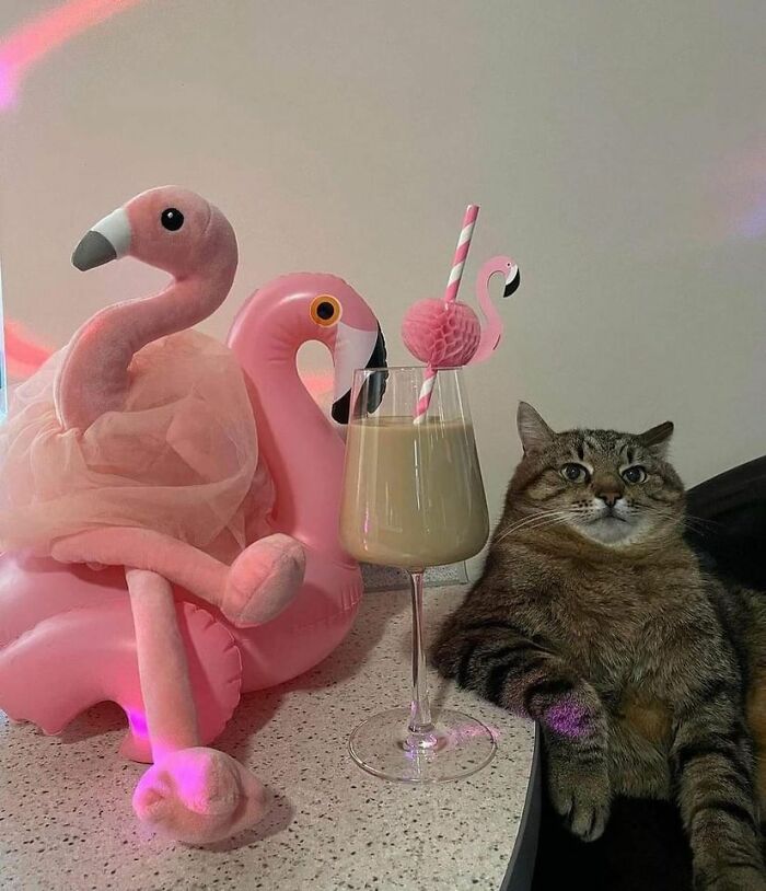 50 Awesome Animal Photos That Were Too Important Not To Share (New Pics)