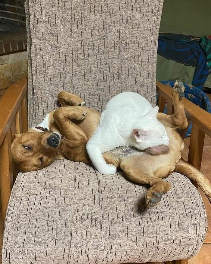 50 Awesome Animal Photos That Were Too Important Not To Share (New Pics)