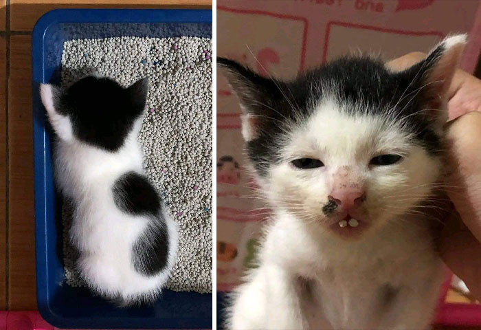 50 Awesome Animal Photos That Were Too Important Not To Share (New Pics)