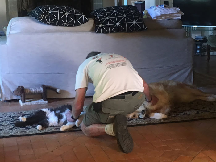 El gato quería caricias en la barriga. El perro se puso celoso. Ahora, las cosas están así