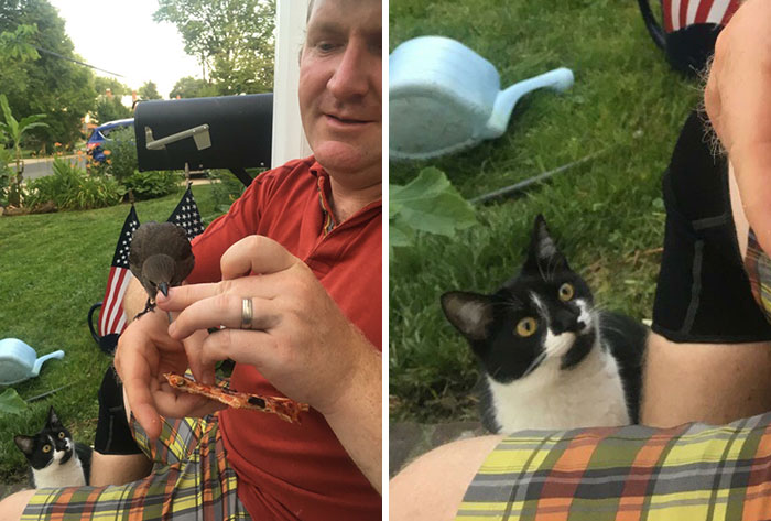 Mi tío encontró un pájaro. Su gato está celoso