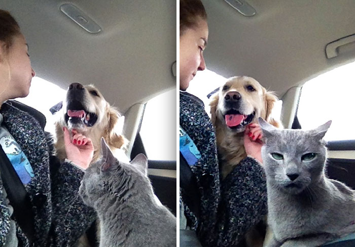 Mi gata no aprueba el cariño entre humano y perro. Yo ni siquiera sabía que ella era capaz de hacer esa expresión