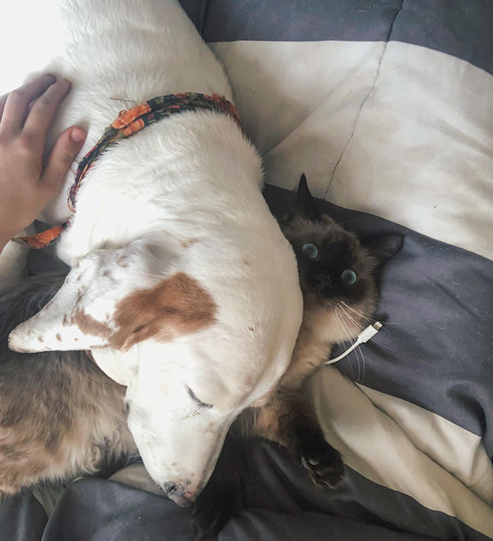 Mi perro se puso demasiado celoso cuando dormía abrazado a mi gato. Se acercó, lo alejó y, luego, se acostó encima de él