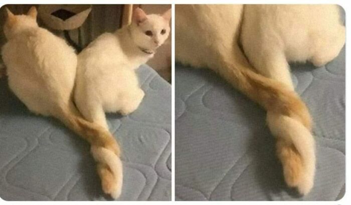 50 Of The Best Cat Posts That Are Impossible Not To Scroll Through