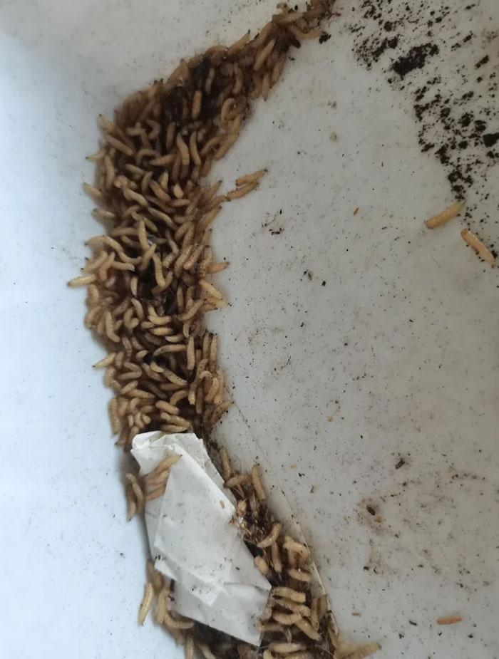 Encontré a estos tipos arrastrándose por el suelo de mi cocina esta mañana, después de una fuerte lluvia anoche
