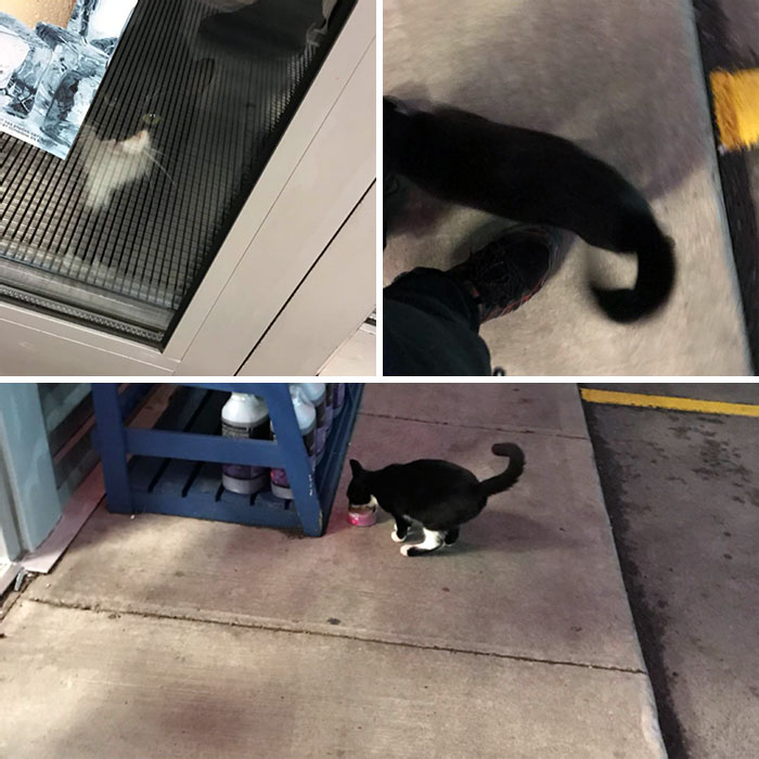 Parte de mis tareas del turno de noche en mi trabajo es dar de comer a los gatos de fuera que vienen todas las noches