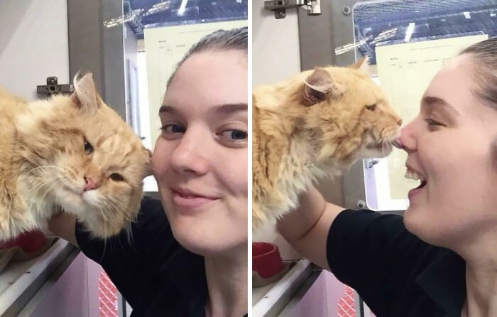 Trabajo en un refugio de gatos. Estas son las fotos de 
