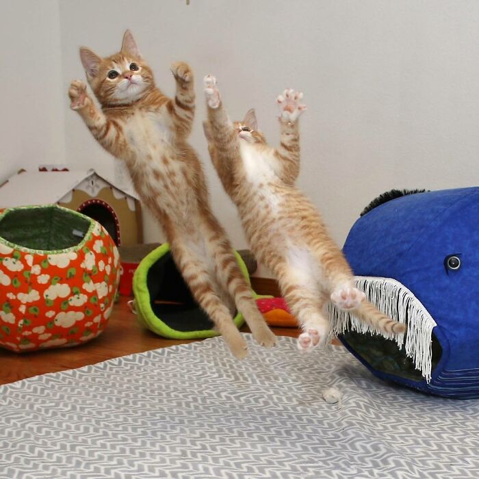 Dos gatos arqueros 