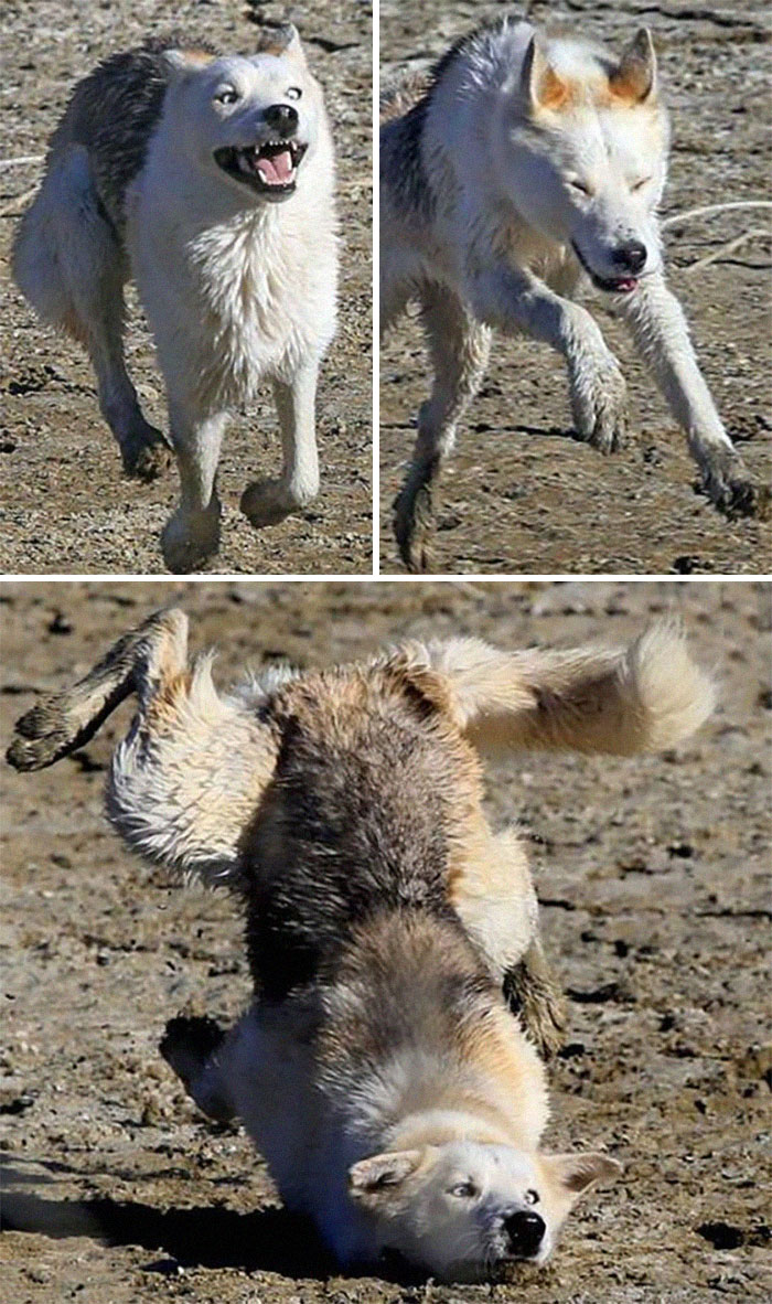 Es belleza. Es gracia. Es caerse con gracia
