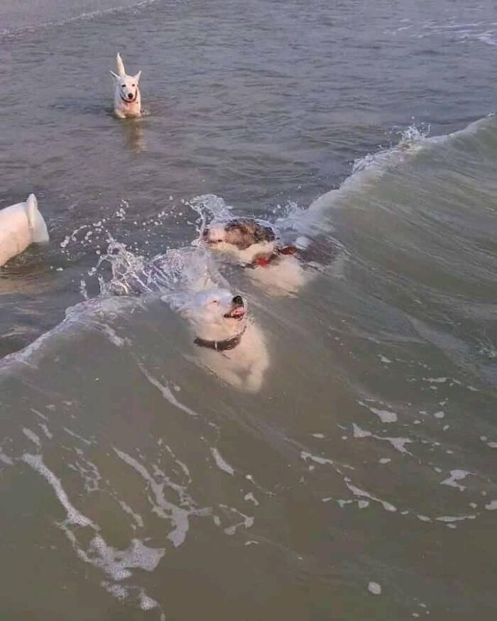 50 Times People Spotted Animals In Places They Shouldn't Be And Just Had To Document It
