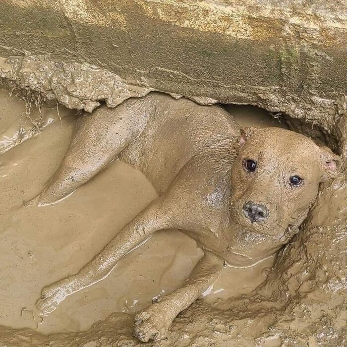 50 Times People Spotted Animals In Places They Shouldn't Be And Just Had To Document It