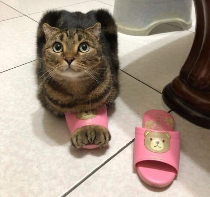 50 Times People Spotted Animals In Places They Shouldn't Be And Just Had To Document It