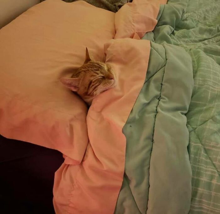 50 Times People Spotted Animals In Places They Shouldn't Be And Just Had To Document It