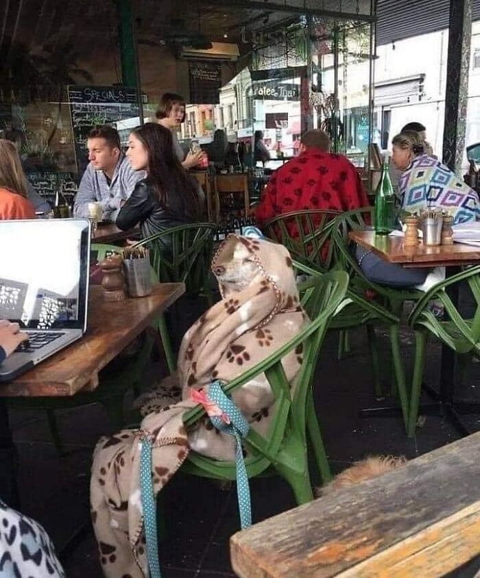 50 Times People Spotted Animals In Places They Shouldn't Be And Just Had To Document It