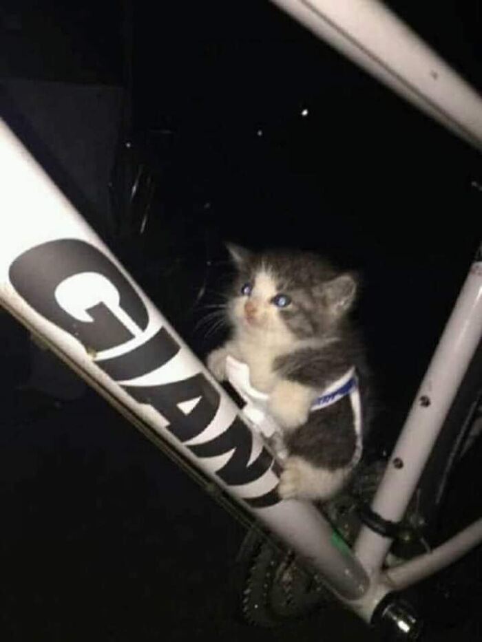 50 Times People Spotted Animals In Places They Shouldn't Be And Just Had To Document It