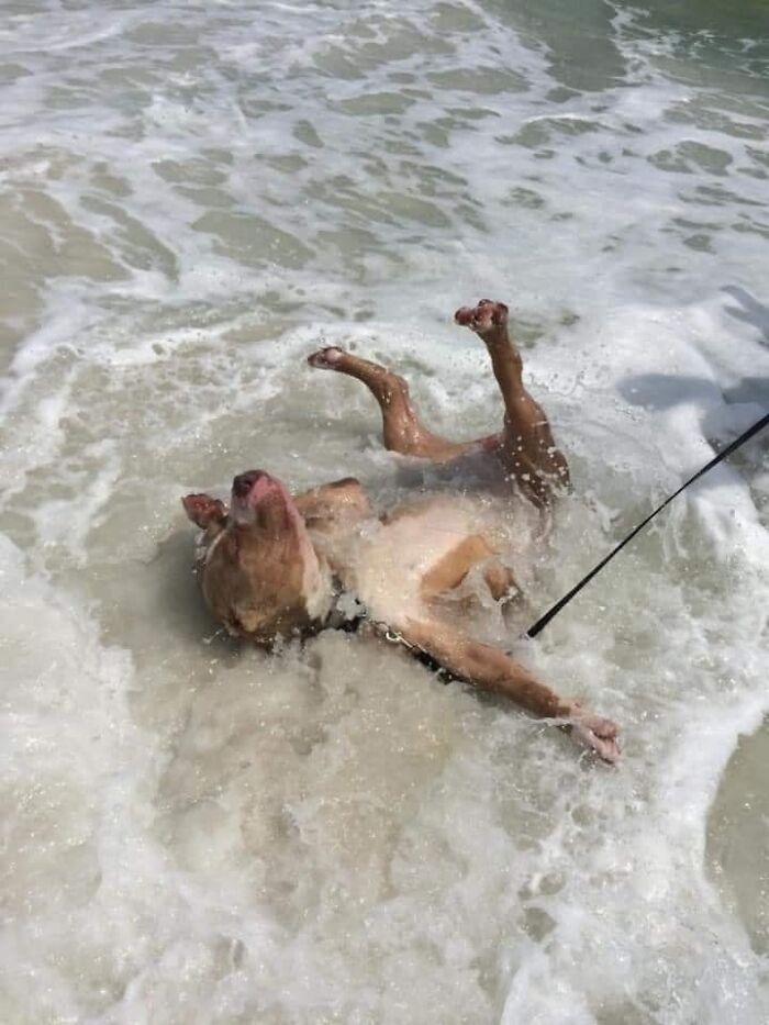 50 Times People Spotted Animals In Places They Shouldn't Be And Just Had To Document It