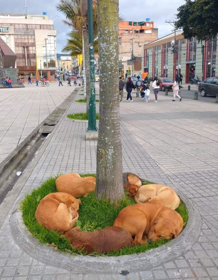 50 Times People Spotted Animals In Places They Shouldn't Be And Just Had To Document It