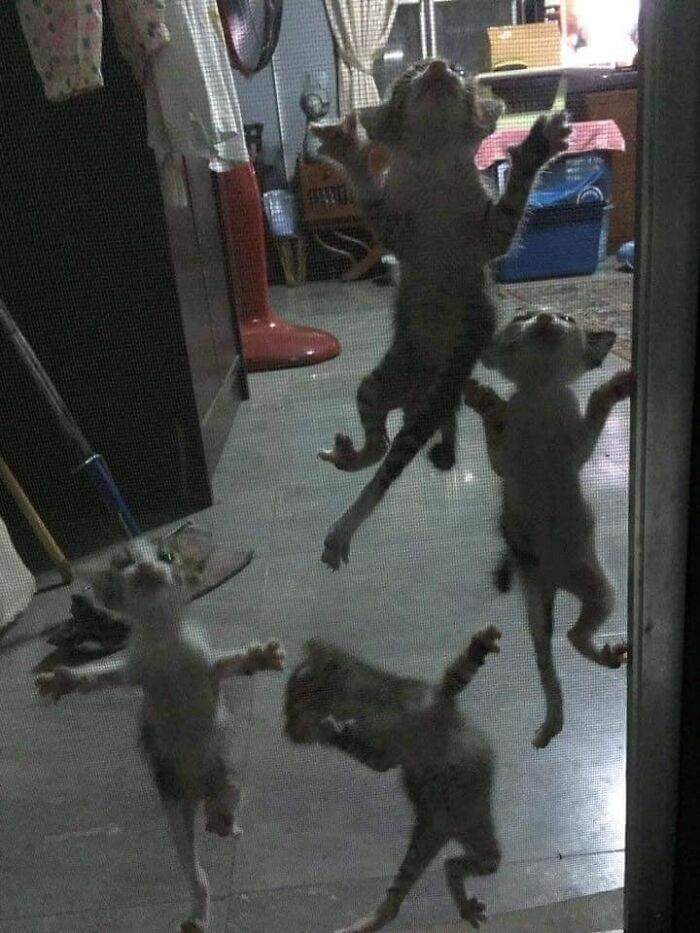 50 Times People Spotted Animals In Places They Shouldn't Be And Just Had To Document It