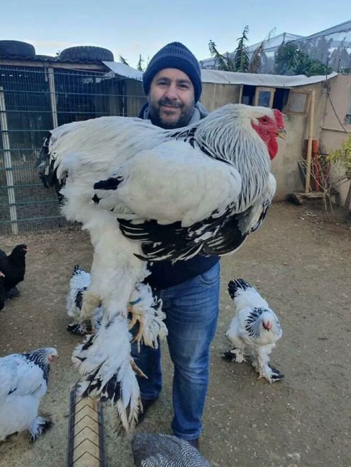 Unidad absoluta de pollo