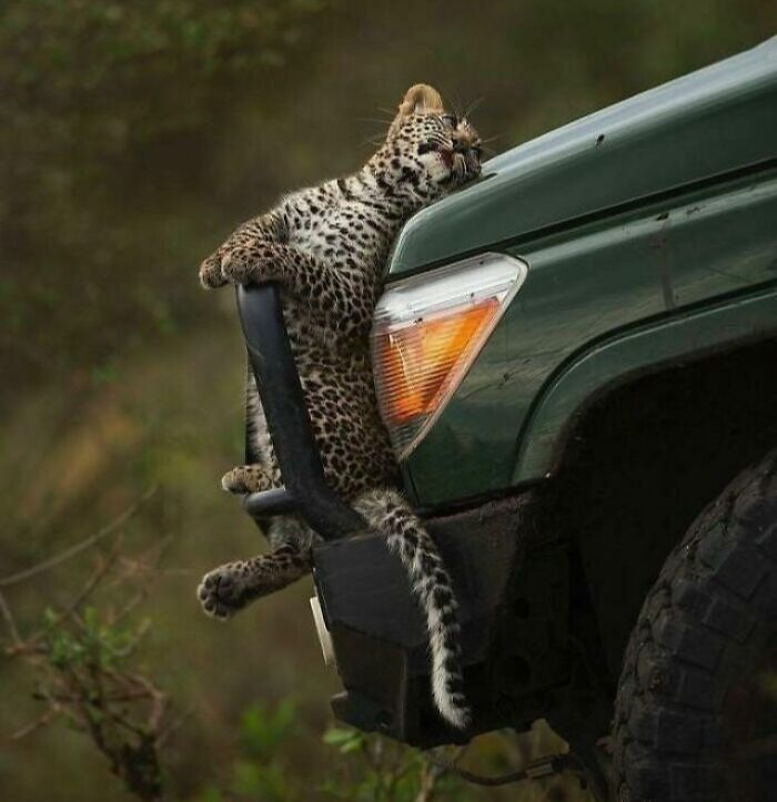 Un tontorrón salvaje aparece en tu safari