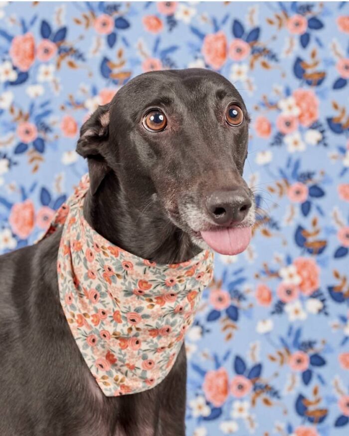 Llevé a mi galgo rescatado a hacerse una foto. La clavó