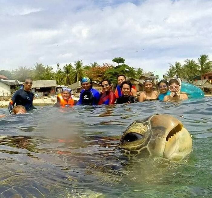 Tortuga photobomber