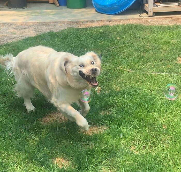 Mi perro se parece a esas antiguas representaciones japonesas de tigres