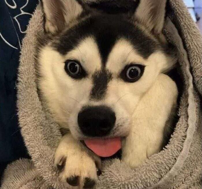 Mi perro fue castrado ayer. El veterinario tomó una foto para mí cuando se despertó