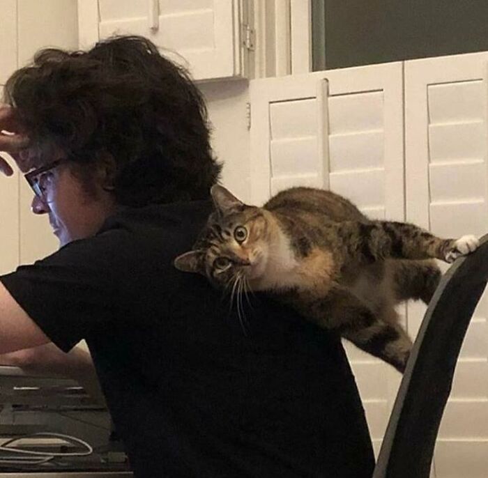 Pruebas de que los gatos no sólo dan apoyo emocional, sino también físico